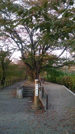 ⑰桜2.jpg
