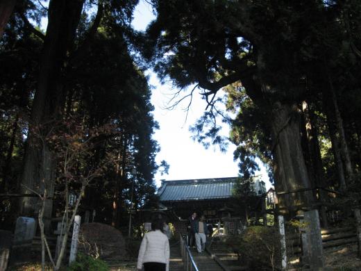身延山の千本杉3
