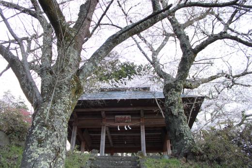 御崎神社の桜1