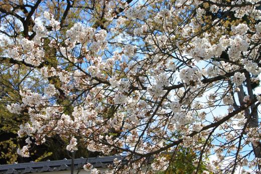 宝寿院の桜9