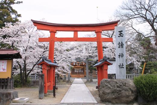 玉諸神社の桜1