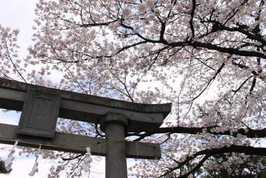 玉諸神社の桜2