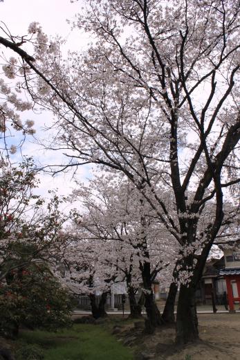 玉諸神社の桜3