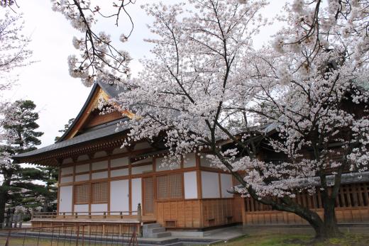 玉諸神社の桜4