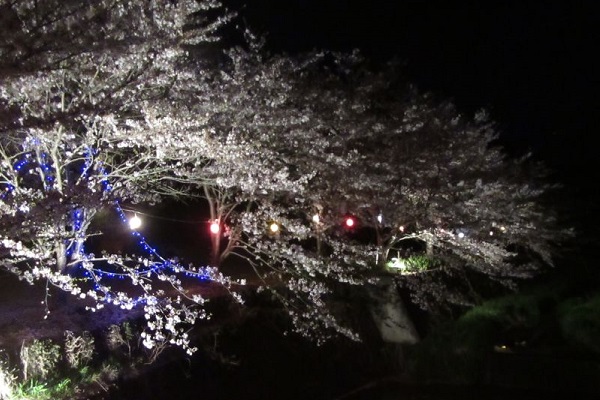 夜桜ライトアップ 荒神山