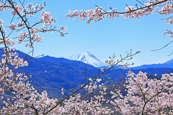 富士山と桜 大法師公園