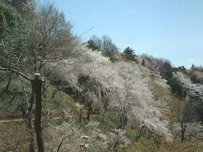 大野貯水池の桜1