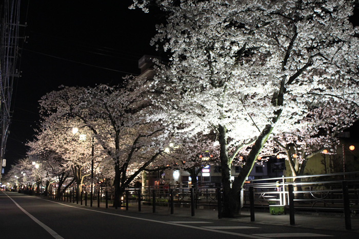 夜桜ライトアップ 近津川のさくら並木
