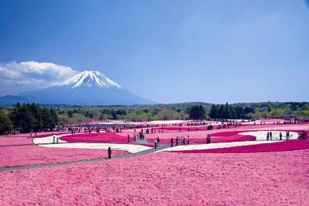 2011芝桜