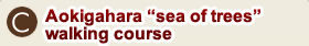 C.Aokigahara "sea of trees" walking course