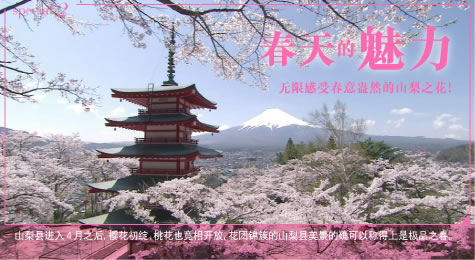special2 春天的魅力 无限感受春意盎然的山梨之花！ 山梨县进入4月之后，樱花初绽、桃花也竞相开放，花团锦簇的山梨县美景的确可以称得上是极品之春。