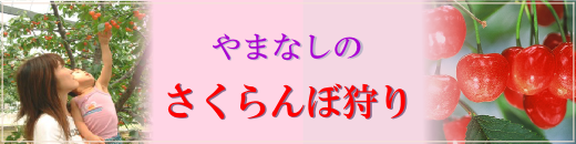 2013さくらんぼ狩りバナー
