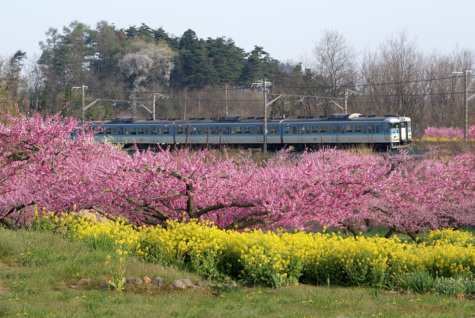 新府桃源郷の桃の花と電車