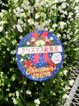 クリスマス絵梨花 出荷始まりました 富士の国からおもてなし やまなし物語