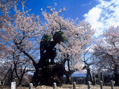 山高神代桜