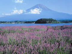 河口湖のラベンダー畑から見た富士山