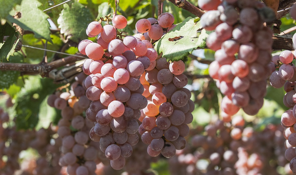 koshu