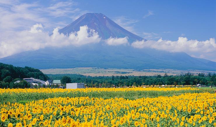 Lake Yamanakako Hana no Miyako Park/Official Travel Guide Yamanashi