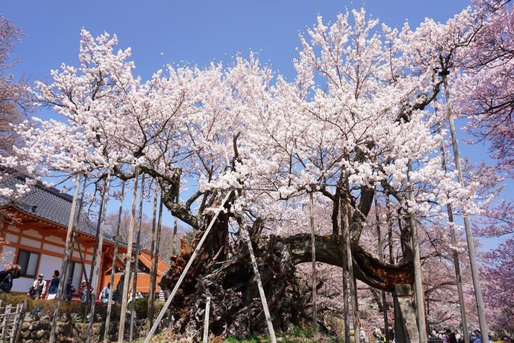 Jindai-Zakura: Japan's Oldest Cherry Blossom Tree/Official Travel Guide Yamanashi