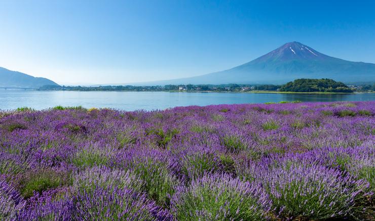 lake kawaguchiko travel guide