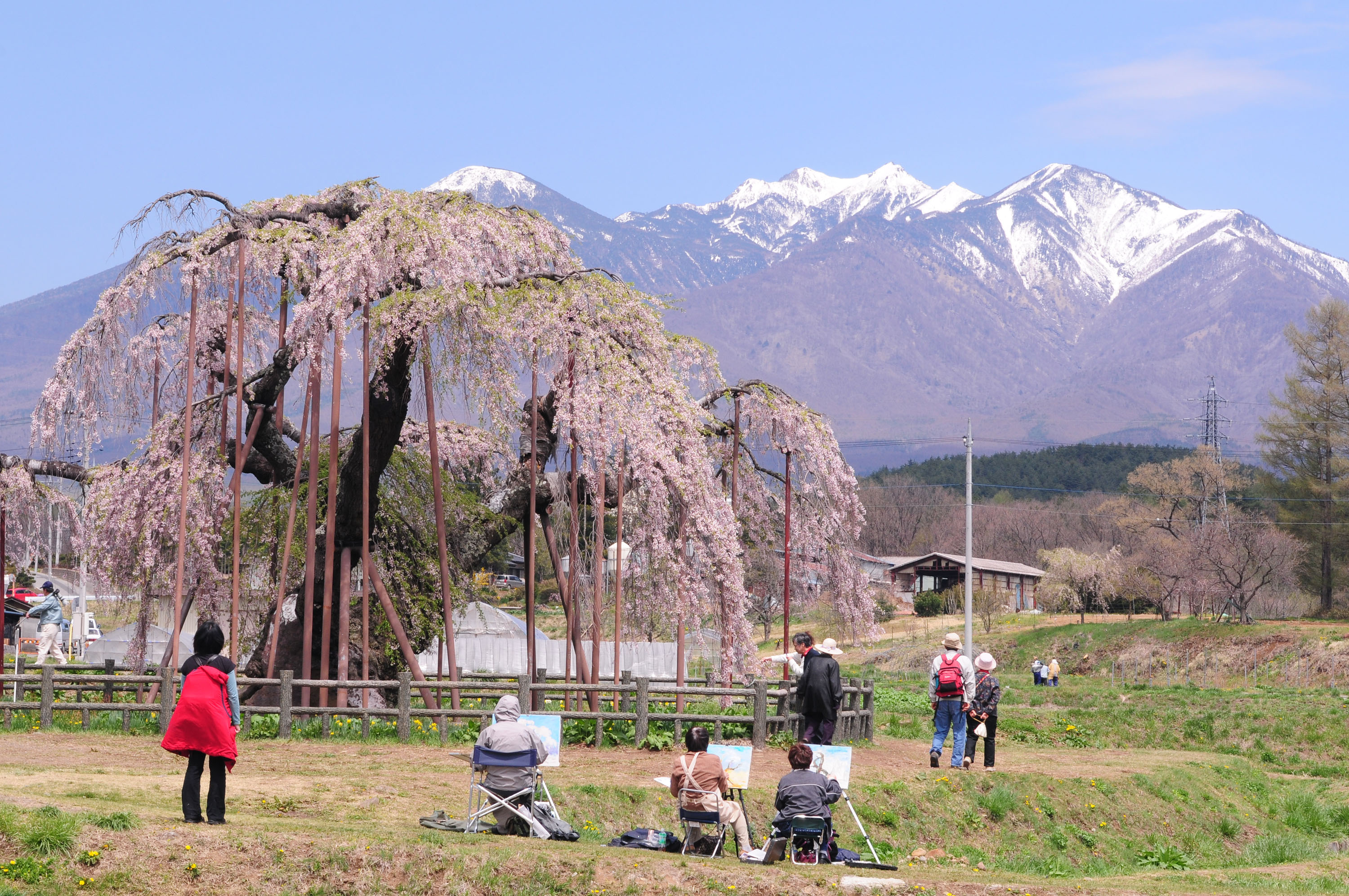神田の大イトザクラ 富士の国やまなし観光ネット 山梨県公式観光情報 神田の大イトザクラ 富士の国やまなし観光ネット 山梨県公式観光情報