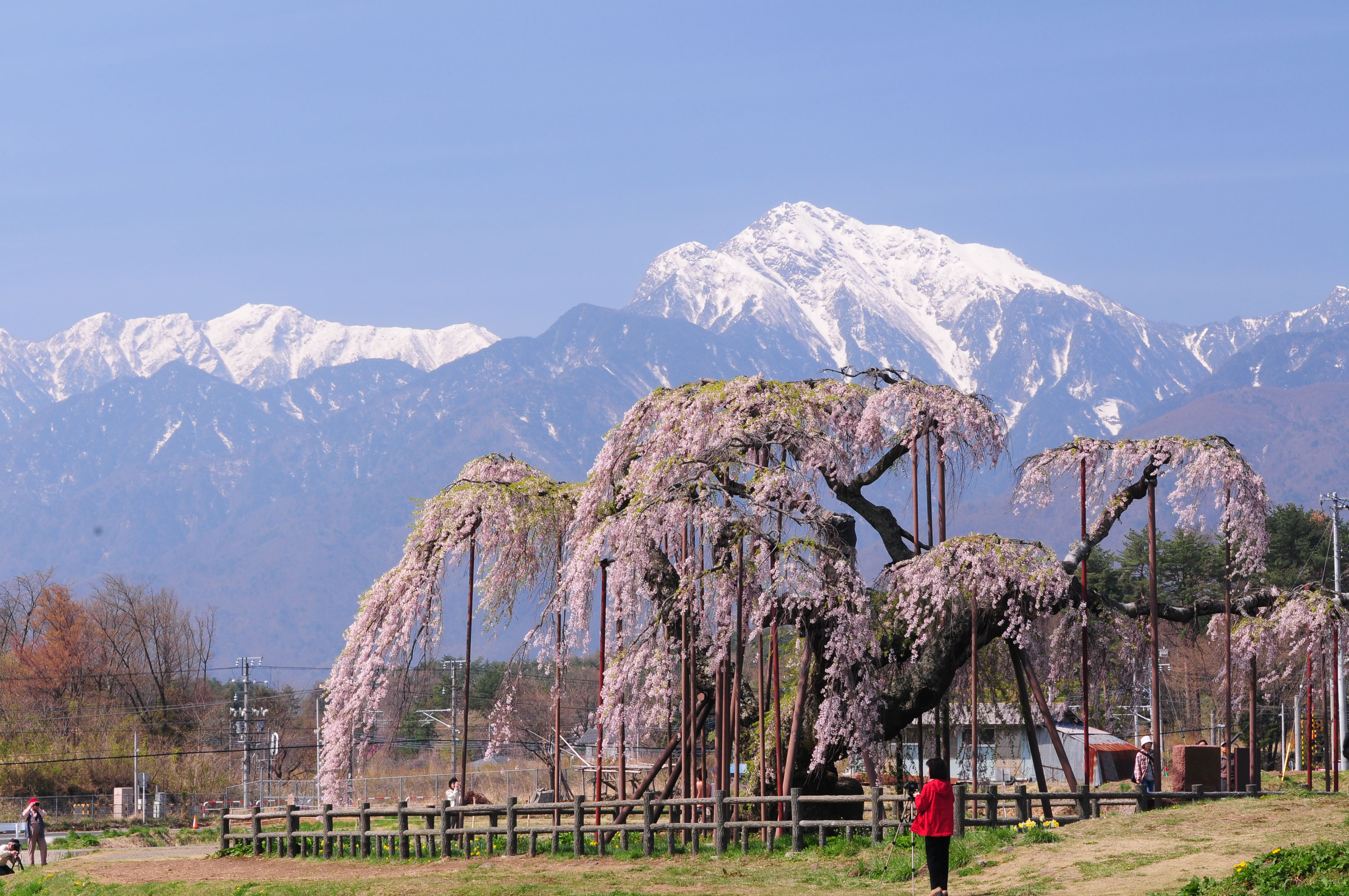 神田の大イトザクラ 富士の国やまなし観光ネット 山梨県公式観光情報 神田の大イトザクラ 富士の国やまなし観光ネット 山梨県公式観光情報
