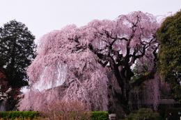 慈雲寺のイトザクラ2