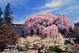 慈雲寺のイトザクラ3