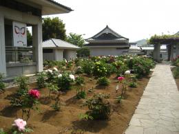 歌舞伎文化公園・ぼたん園1