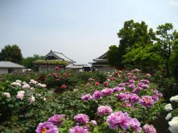 歌舞伎文化公園・ぼたん園3