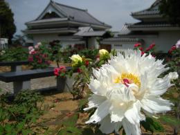 歌舞伎文化公園・ぼたん園4