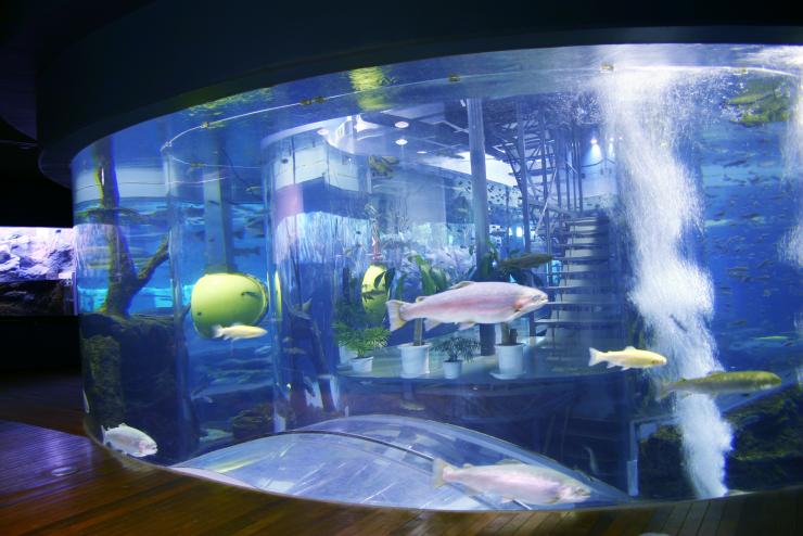 aquarium3.jpg