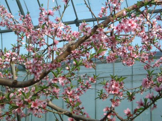 日本一早いお花見2