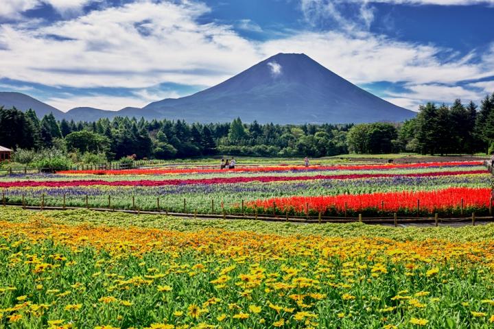 虹の花まつり