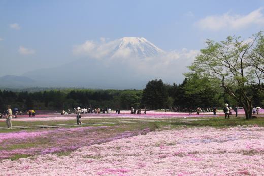 富士芝桜まつり1