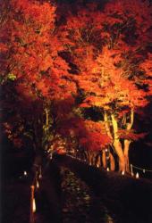 富士河口湖紅葉まつり02