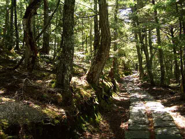 苔むす緑の回廊