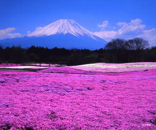 Festival Bunga Sakura Danau Motosu