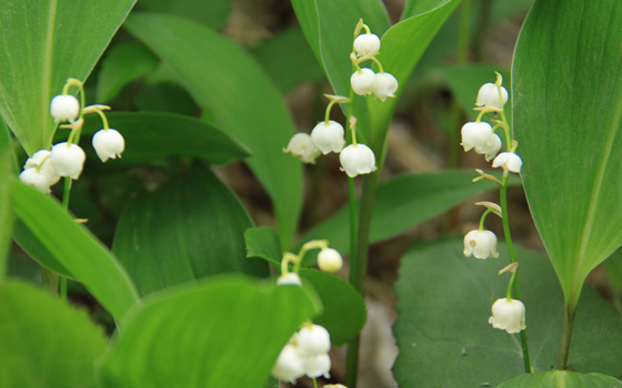 芦川のすずらん群生地