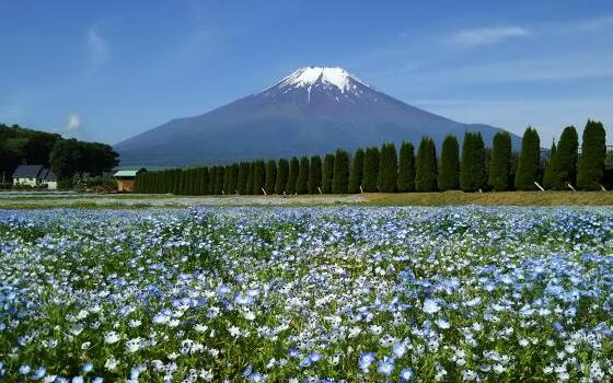 山中湖花の都公園