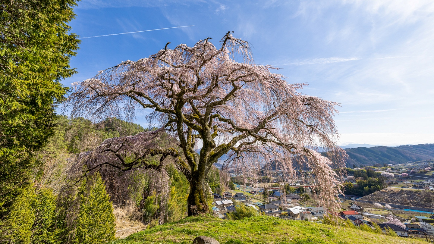 乙ヶ妻のしだれ桜