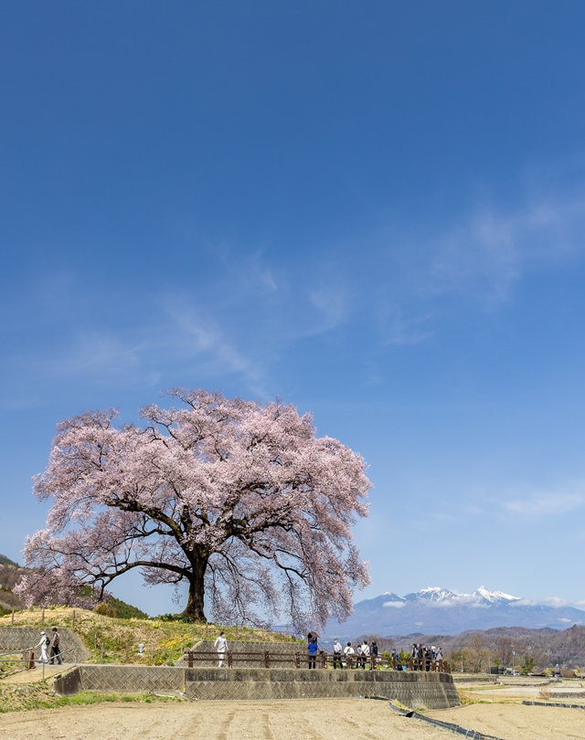 わに塚のサクラ