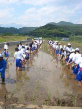 田植え体験