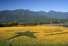 北杜市明野サンフラワーフェス（ひまわり畑迷路体験）