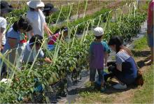 野菜の収穫体験