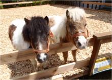 ポニーランド　引き馬乗馬体験、餌あげ体験
