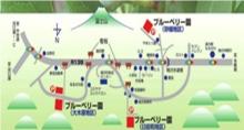 ブルーベリー摘み取り園