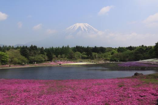 富士芝桜まつり2
