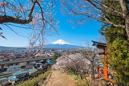 新倉山浅間公園桜まつり2