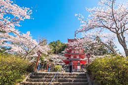 新倉山浅間公園桜まつり3